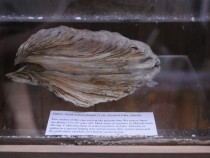 Galerie Cultivation